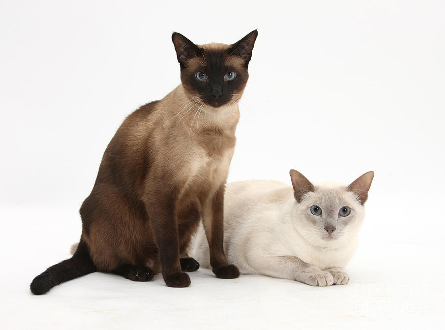 Cat Photograph - Siamese Cats by Mark Taylor