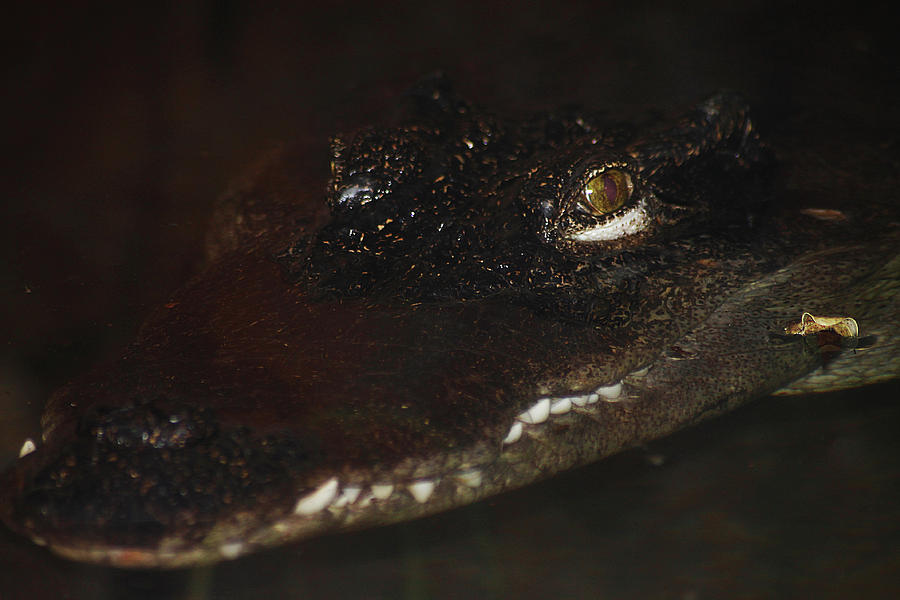 Siamese Crocodile 1 Photograph by Scott Hovind