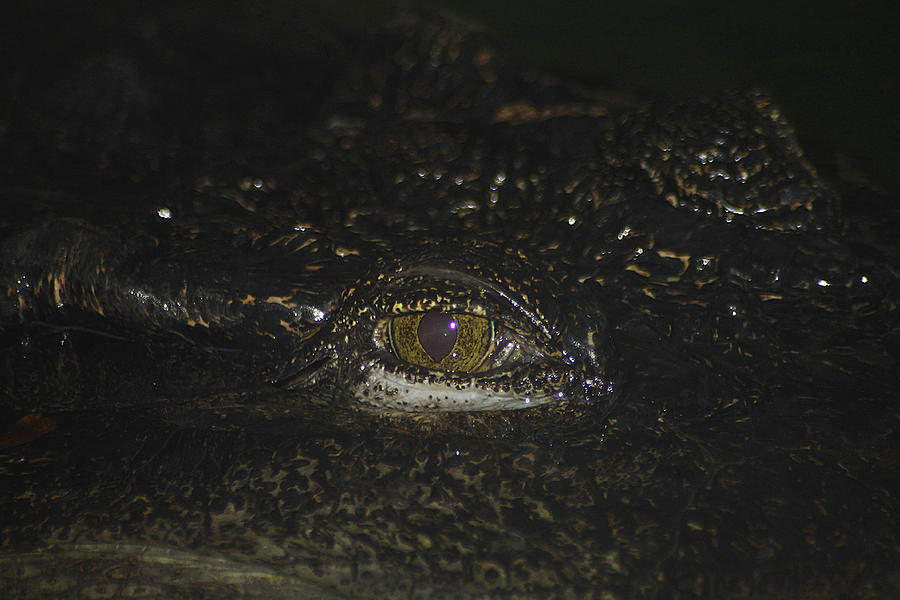 Siamese Crocodile 2 Photograph by Scott Hovind