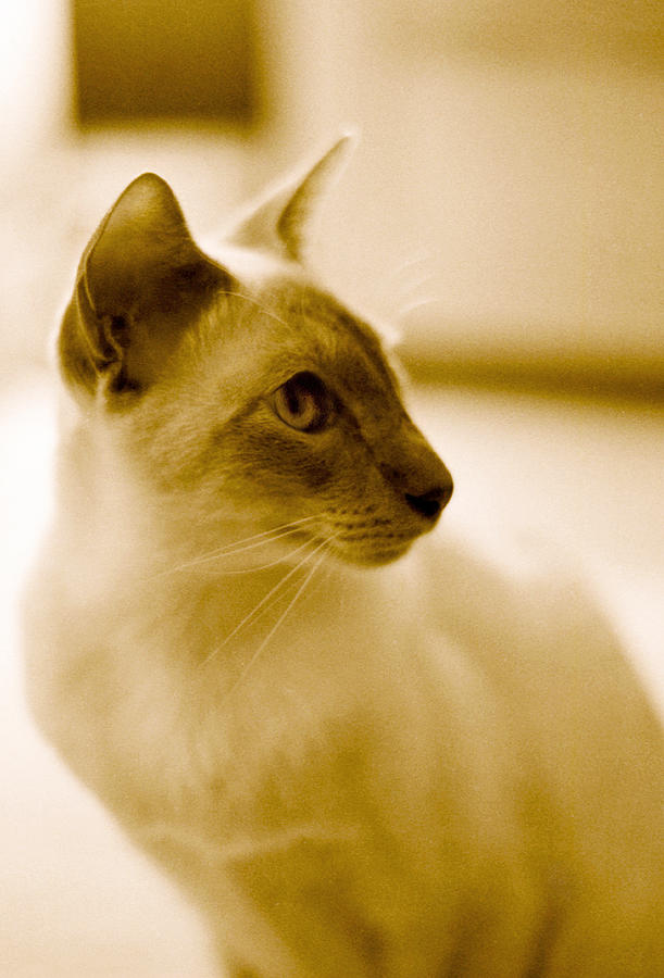 Siamese Feline Photograph by Lenny Carter