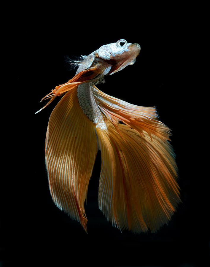 Fish Photograph - Siamese Fighting Fish by Visarute Angkatavanich