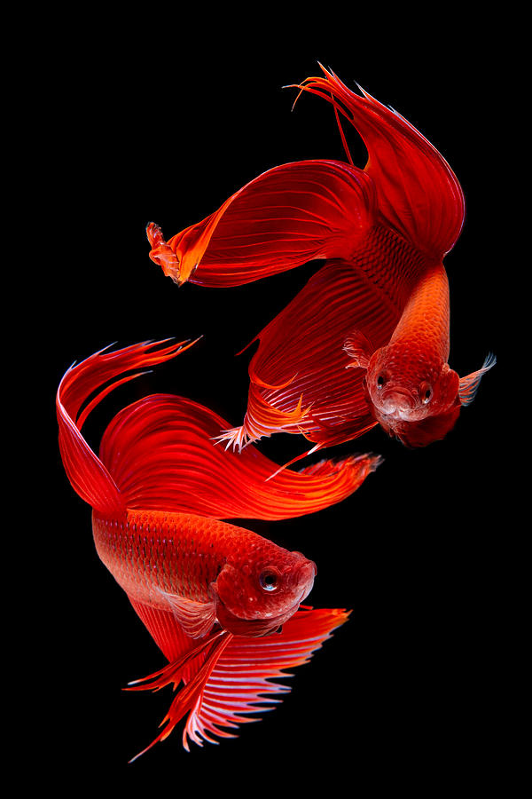 Fish Photograph - Siamese Fish by Subpong Ittitanakul