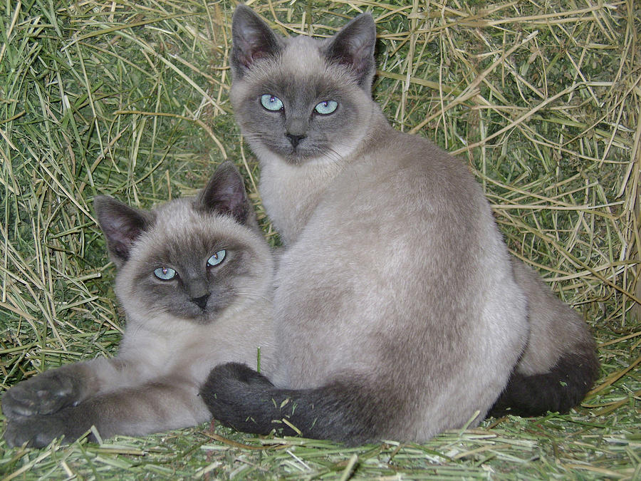 Cat Photograph - Siamese Haystack by Charles and Melisa Morrison