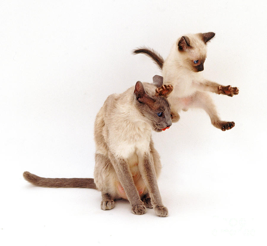 Siamese Kitten Leaping Photograph by Jane Burton
