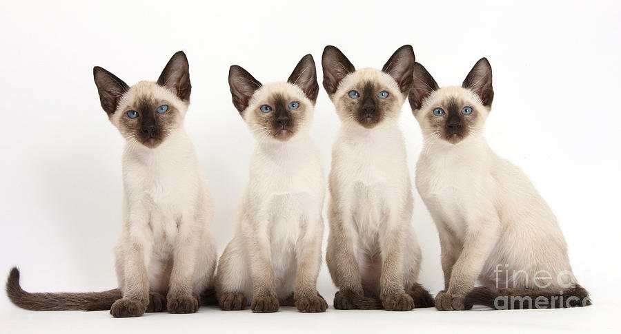 Siamese Kittens  by Mark Taylor