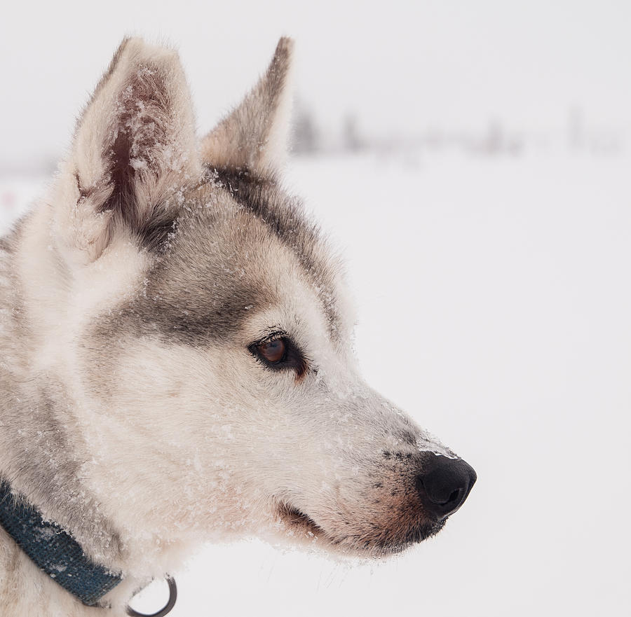 Siberian Husky With Snow Photograph by Eva Mårtensson Siberian Husky With Snow Photograph by Eva Mårtensson
