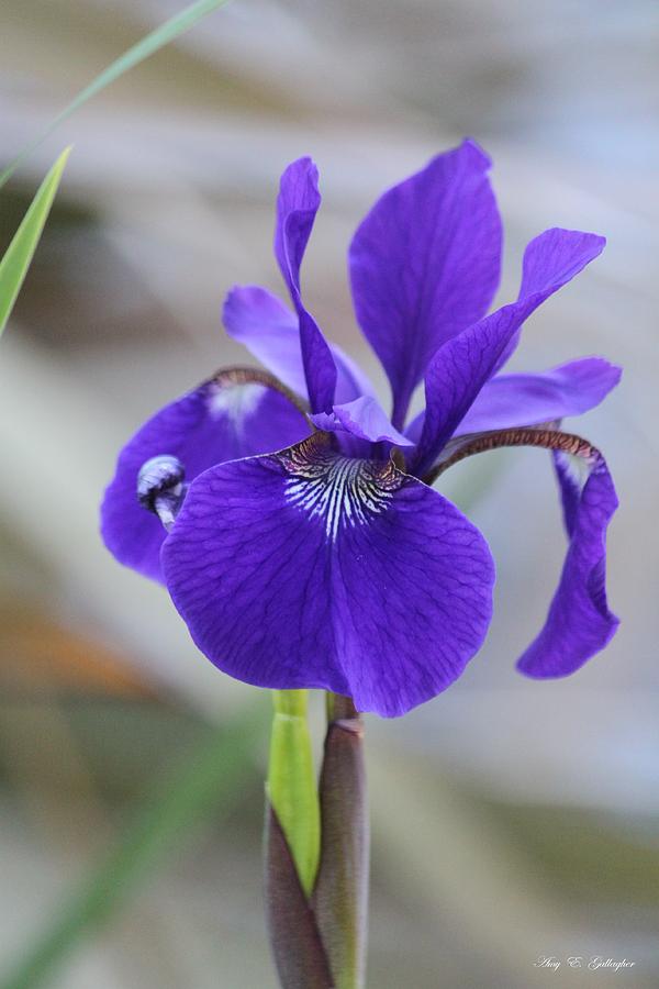 Siberian Iris Photograph by Amy Gallagher