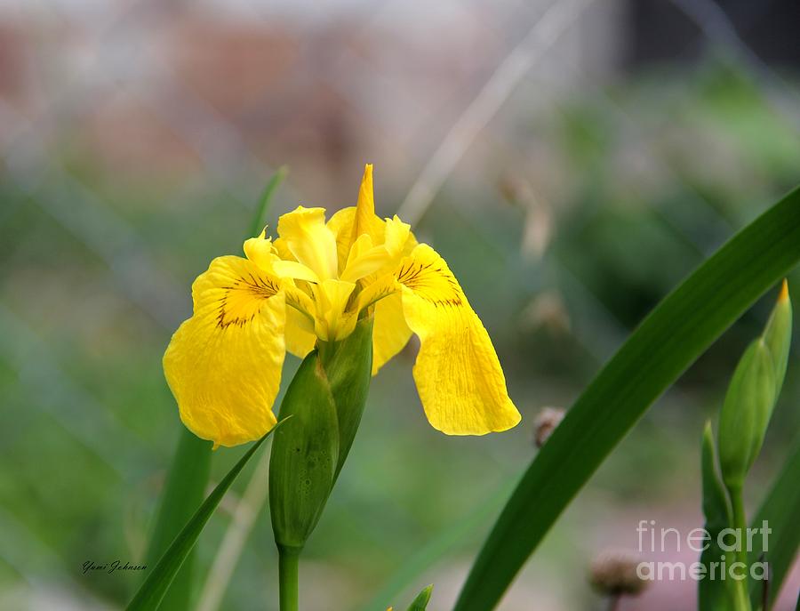 Siberian Iris Photograph by Yumi Johnson