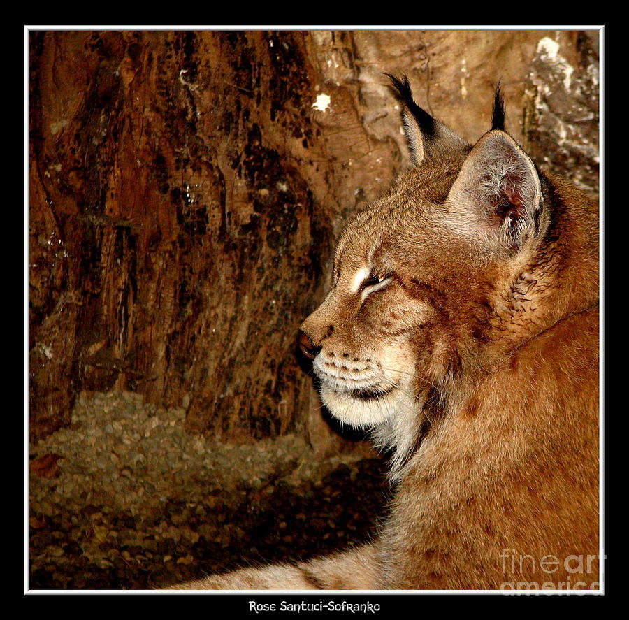 Siberian Lynx Photograph by Rose Santuci-Sofranko