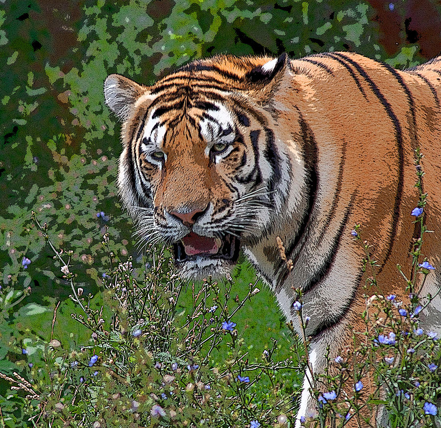 Tiger Photograph - Siberian Tiger Art by Cindy Haggerty
