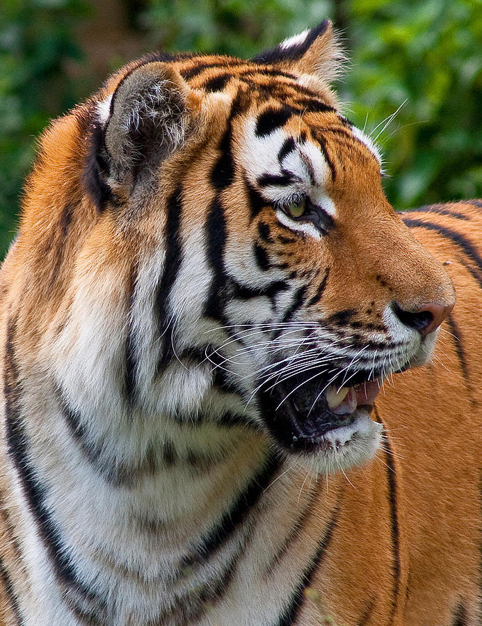Siberian Tiger Photograph by Cindy Haggerty