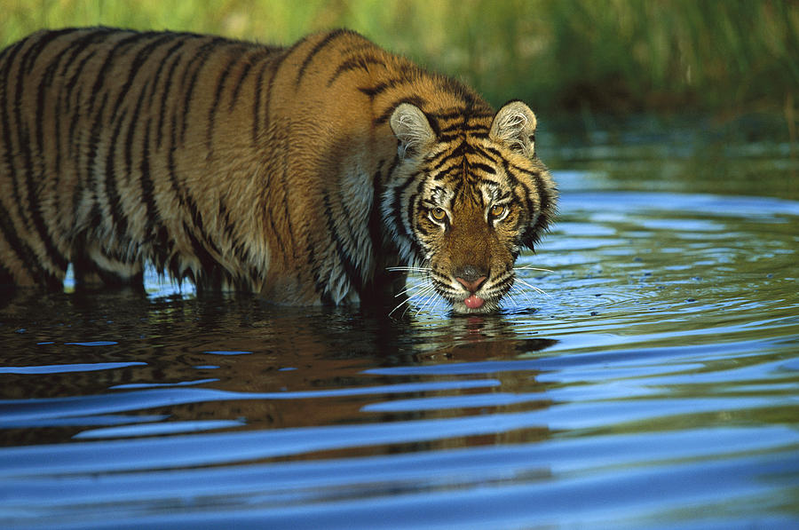 Siberian Tiger Drinking In Natural Photograph by Tim Fitzharris
