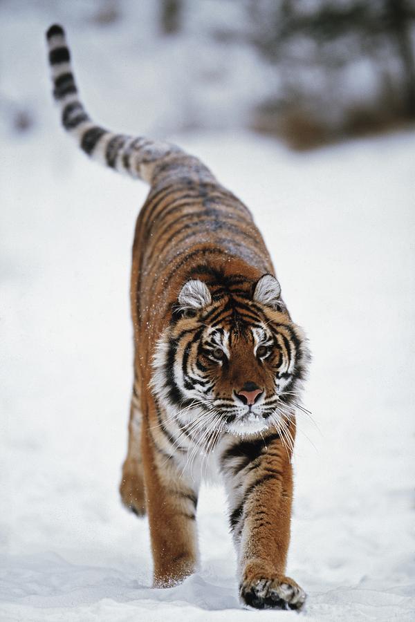 Siberian Tiger In Snow Photograph by David Ponton - Fine Art America