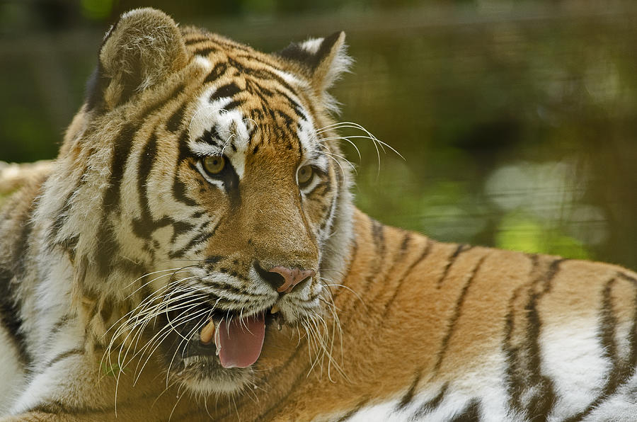 Siberian Tiger Photograph by JT Lewis