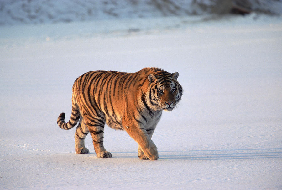 Siberian Tiger Panthera Tigris Altaica Photograph by Konrad Wothe
