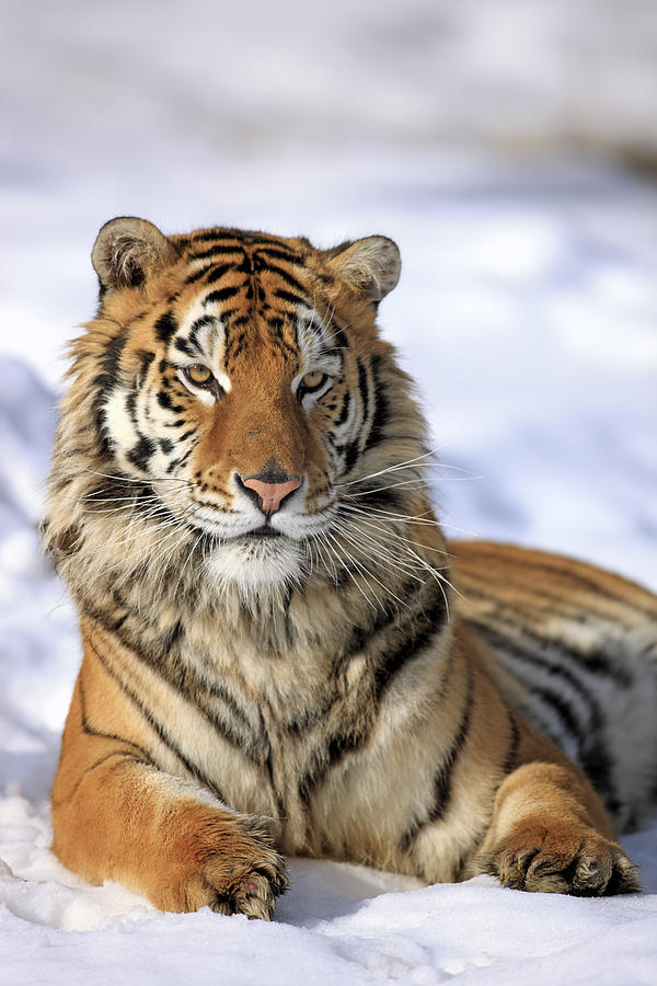 Siberian Tiger (panthera Tigris Altaica) Photograph by Tier Und ...
