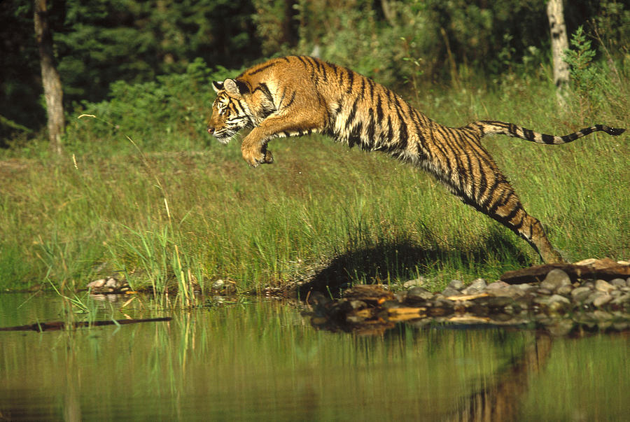 Siberian Tiger Panthera Tigris Altaica Photograph by Tim Fitzharris