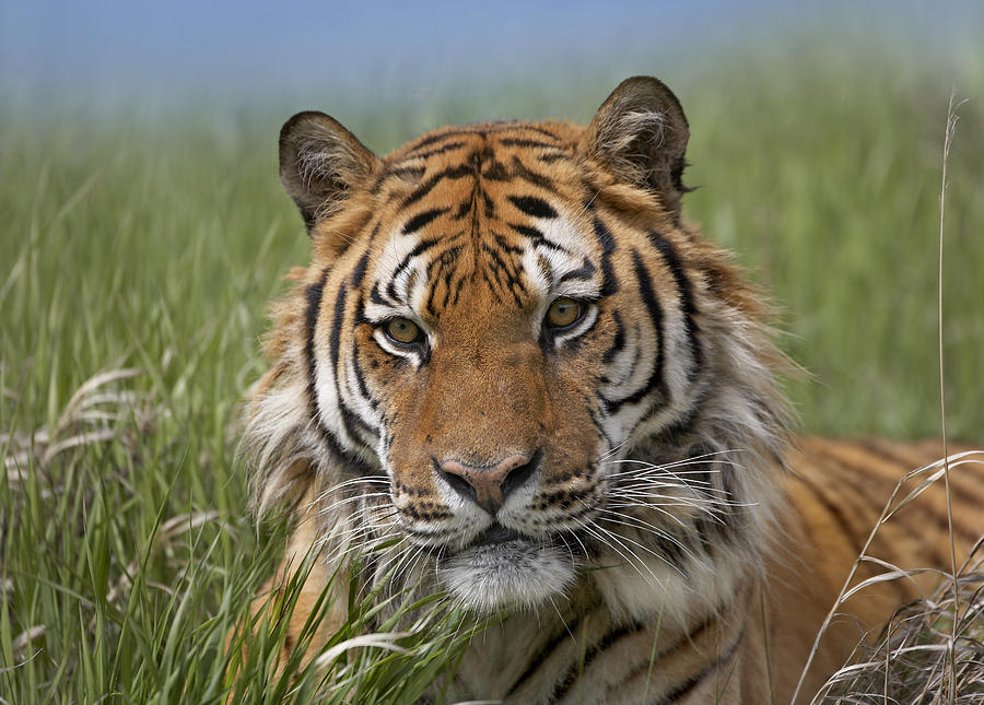 Siberian Tiger Portrait Endangered Photograph by Tim Fitzharris