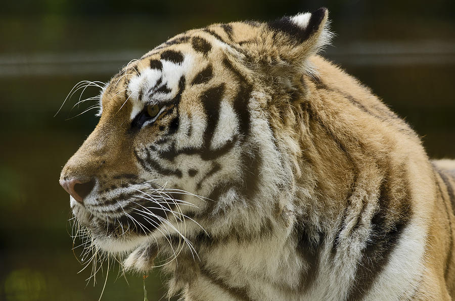 Siberian Tiger Portrait Photograph by JT Lewis