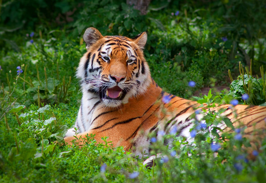 Siberian Tiger Resting Photograph by Cindy Haggerty