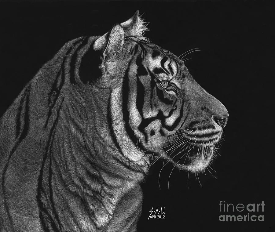 Siberian Tiger Drawing by Sheryl Unwin