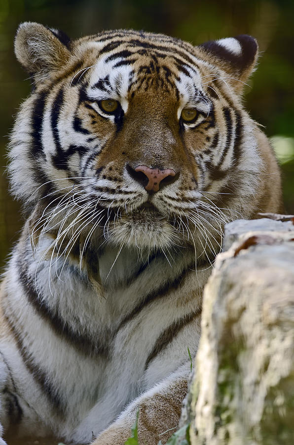 Siberian Tiger Stare Photograph by JT Lewis