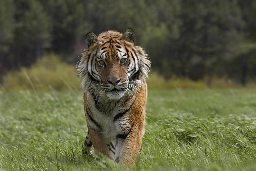 Siberian Tiger Walking Endangered Photograph by Tim Fitzharris