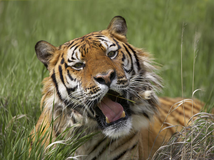 Siberian Tiger Yawning Endangered Photograph by Tim Fitzharris