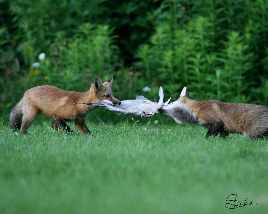 Fox Photograph - Sibling Rivalry by Sarah  Lalonde