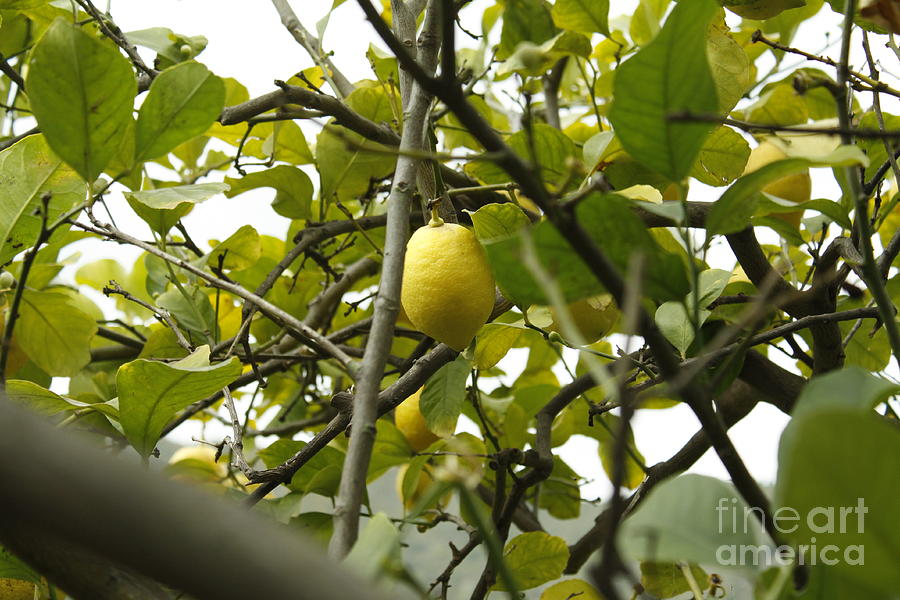 Sicilian Lemon Tree Photograph by Donato Iannuzzi