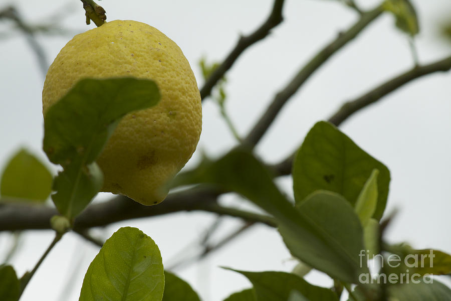 Lemon Photograph - Sicilians Lemonade by Donato Iannuzzi