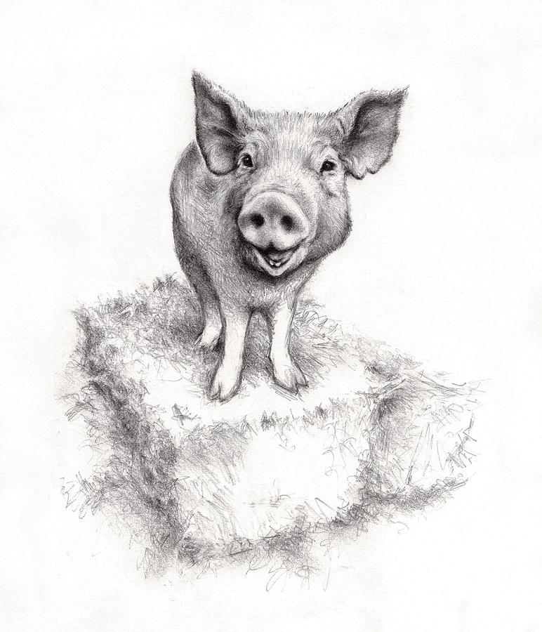 Sid The Pig Drawing - Sid The Pig Fine Art Print