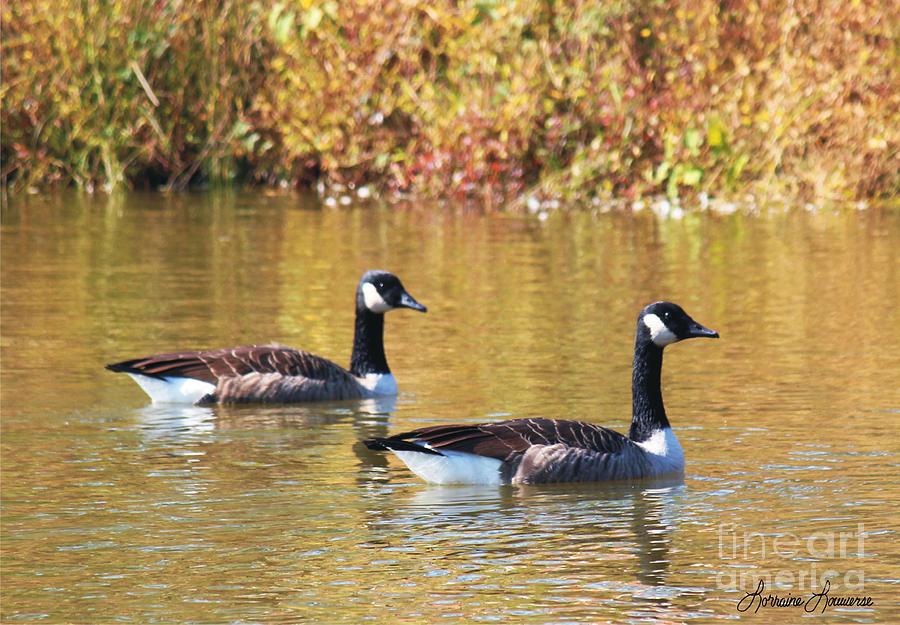 Geese Photograph - Side By Side by Lorraine Louwerse