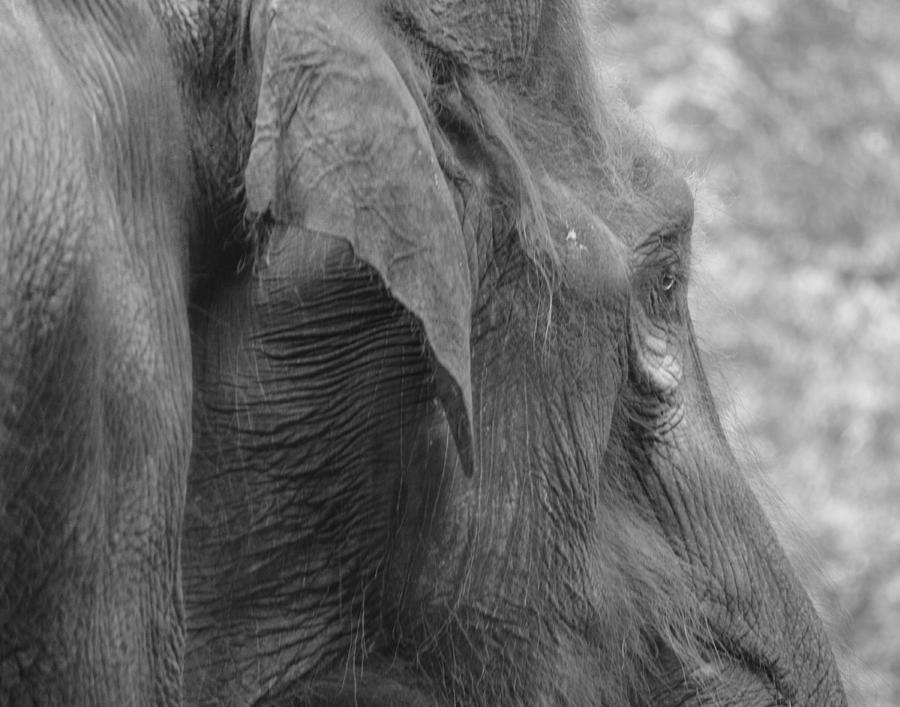 Side View Elephant Photograph by Maggy Marsh