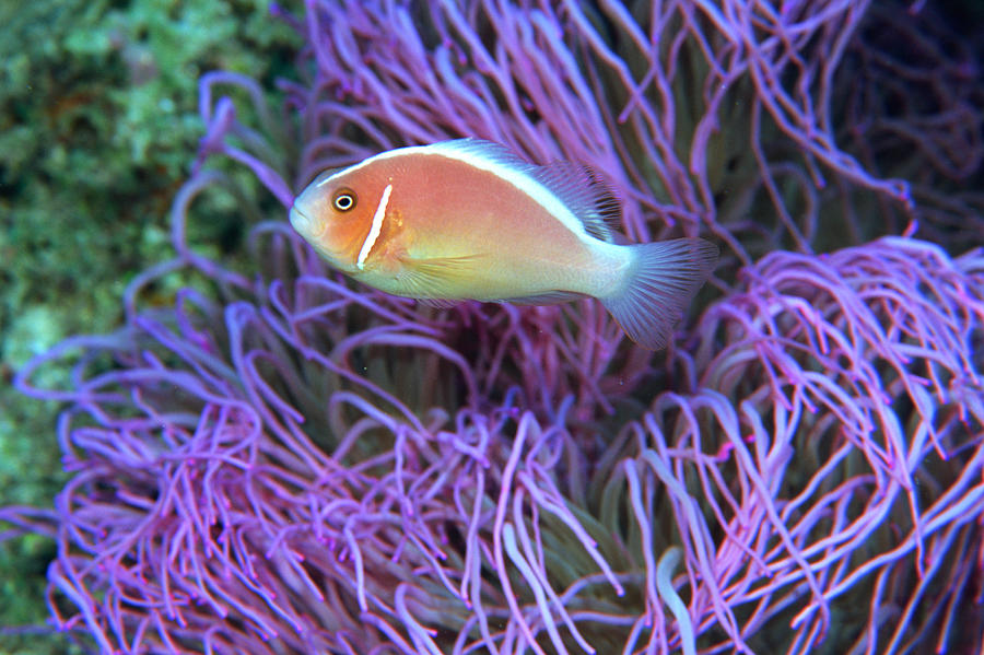 Side View Of A Pink Anemone Fish Okinawa Japan By Mixa