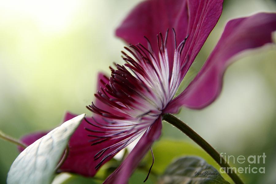Side view of Clematis Photograph by Yumi Johnson