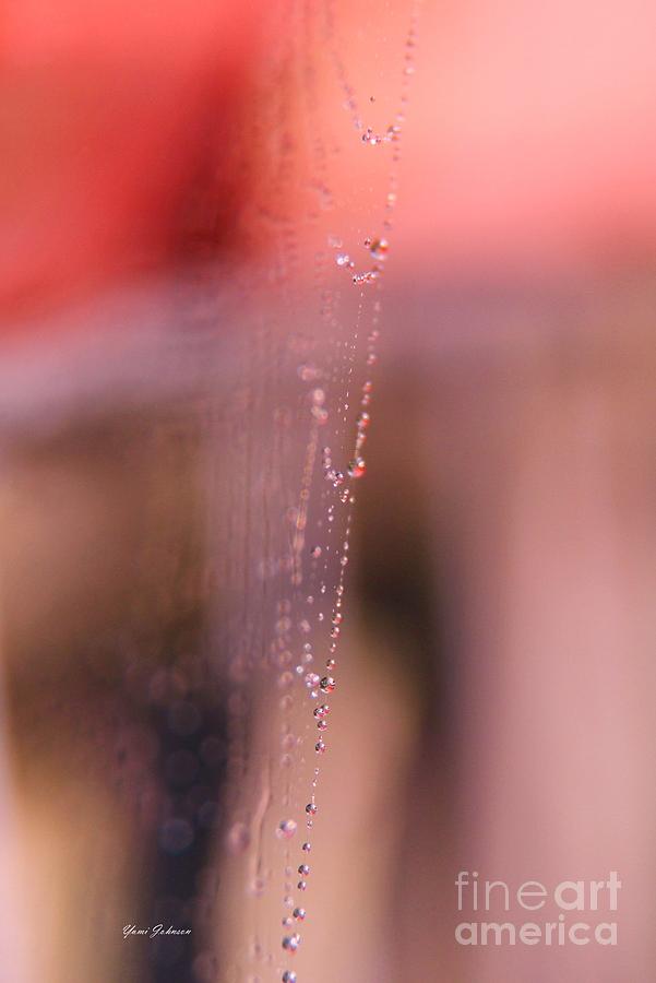 Side view of spider web Photograph by Yumi Johnson