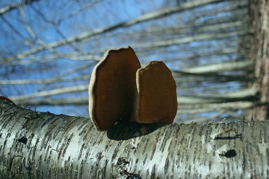 Tree Photograph - Sidelong by Virginia Pakkala