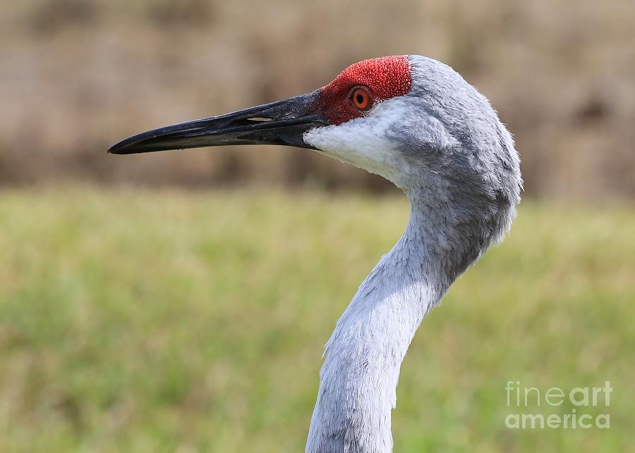 Bird Photograph - Sideways Sandhill Crane by Carol Groenen