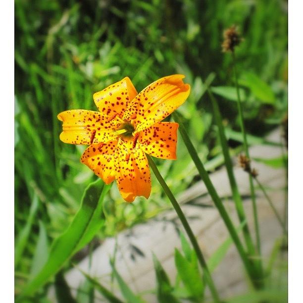 Flower Photograph - Sierra Lily  by Leo Huerta