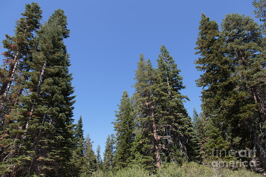 Sierra Pines Photograph by Michael Meyer | Fine Art America