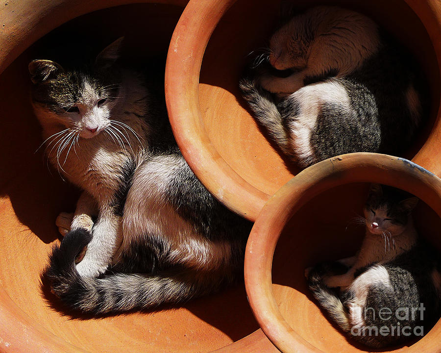 Cat Photograph - Siesta  4 by Xueling Zou