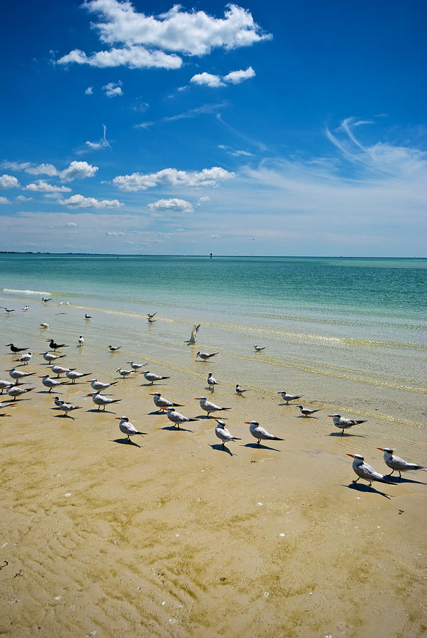 Seagull Photograph - Siesta Birds by Mike Horvath