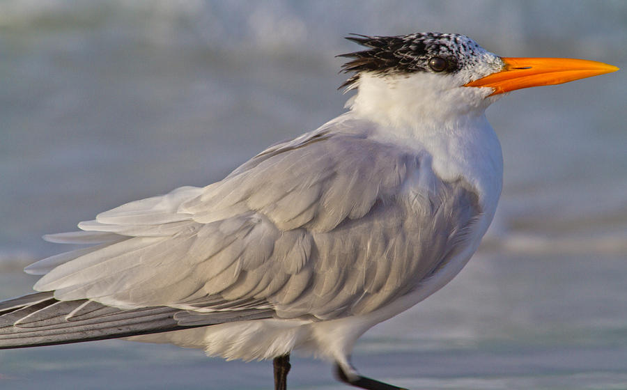 Bird Photograph - Siesta Key Royal Tern by Betsy Knapp