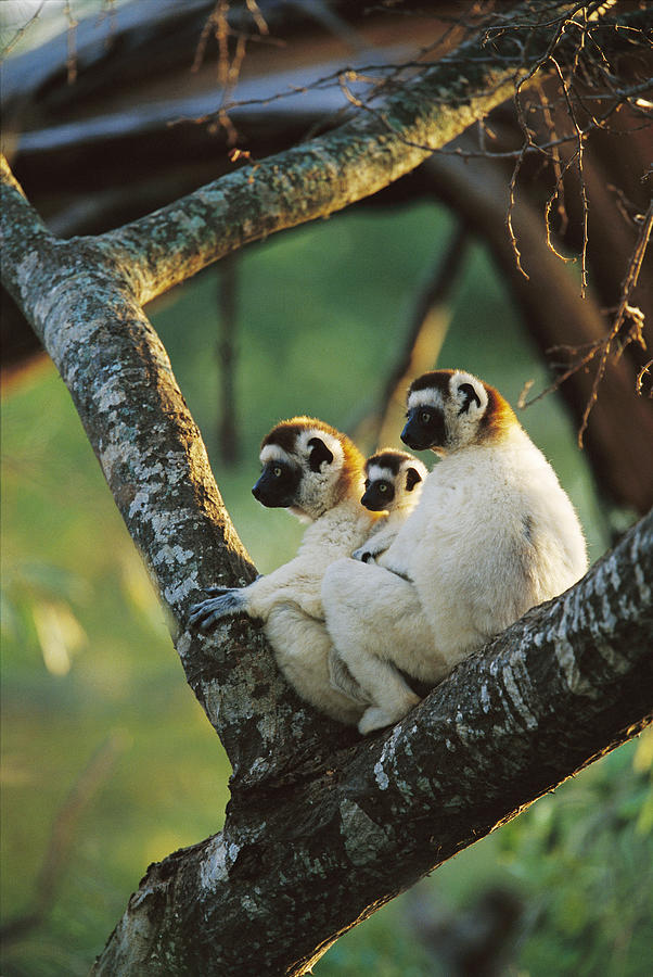 Sifaka Propithecus Sp Family Resting Photograph by Cyril Ruoso