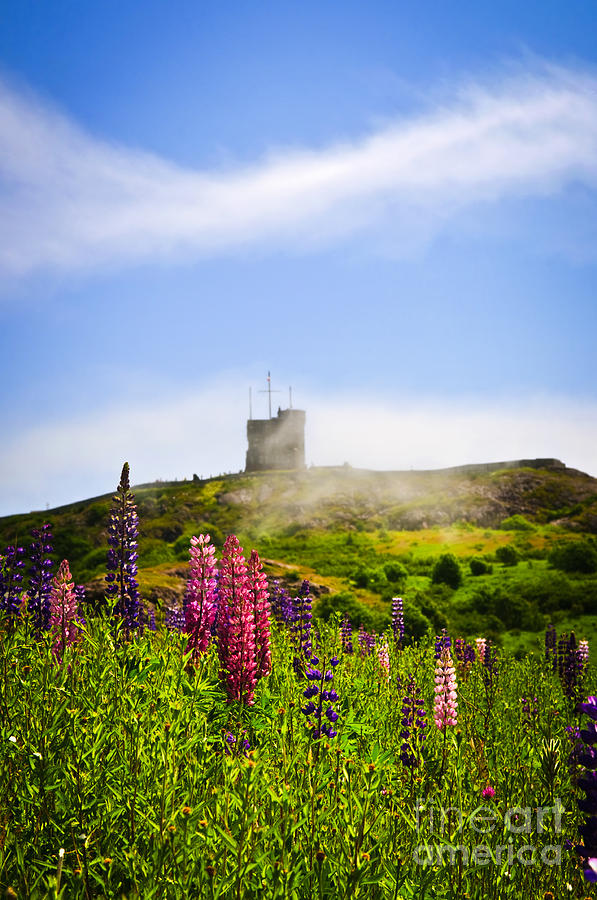 Flower Photograph - Signal Hill in St. Johns Newfoundland by Elena Elisseeva