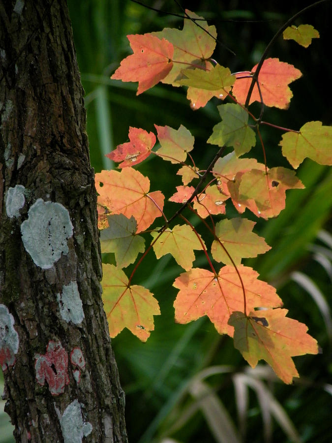 Signs of Fall Photograph by Judy Wanamaker