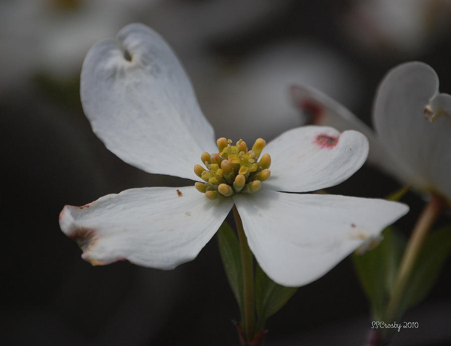 Signs of Spring Photograph by Susan Stevens Crosby