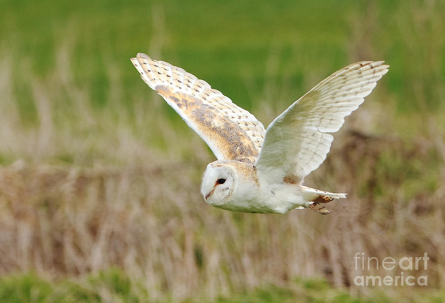 Owl Photograph - Silent Flight by Pete Reynolds
