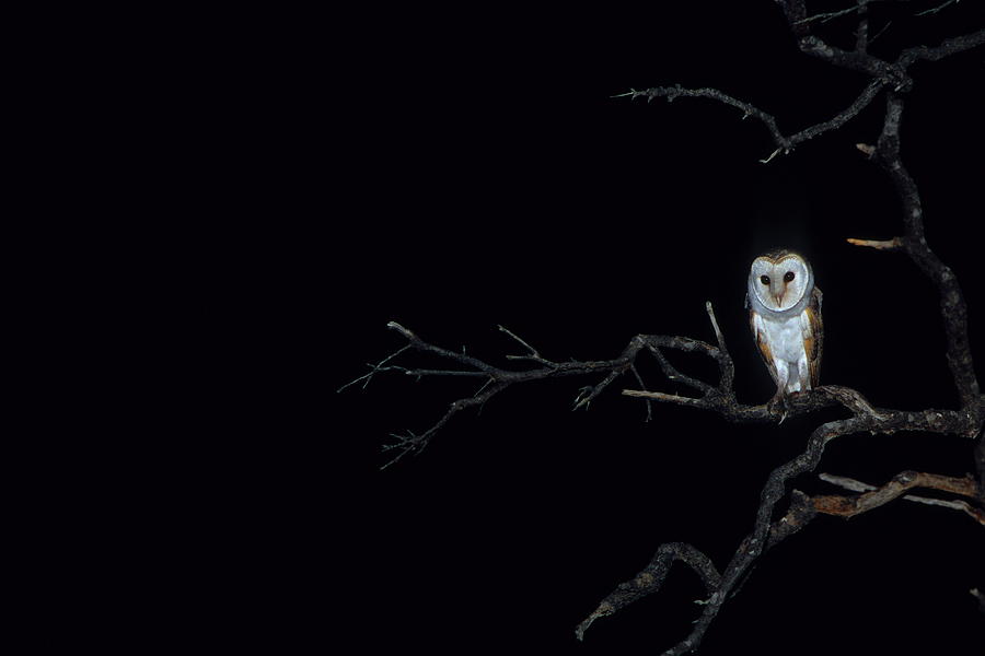 Silent Hunter - Barn Owl Photograph by Bruce J Robinson